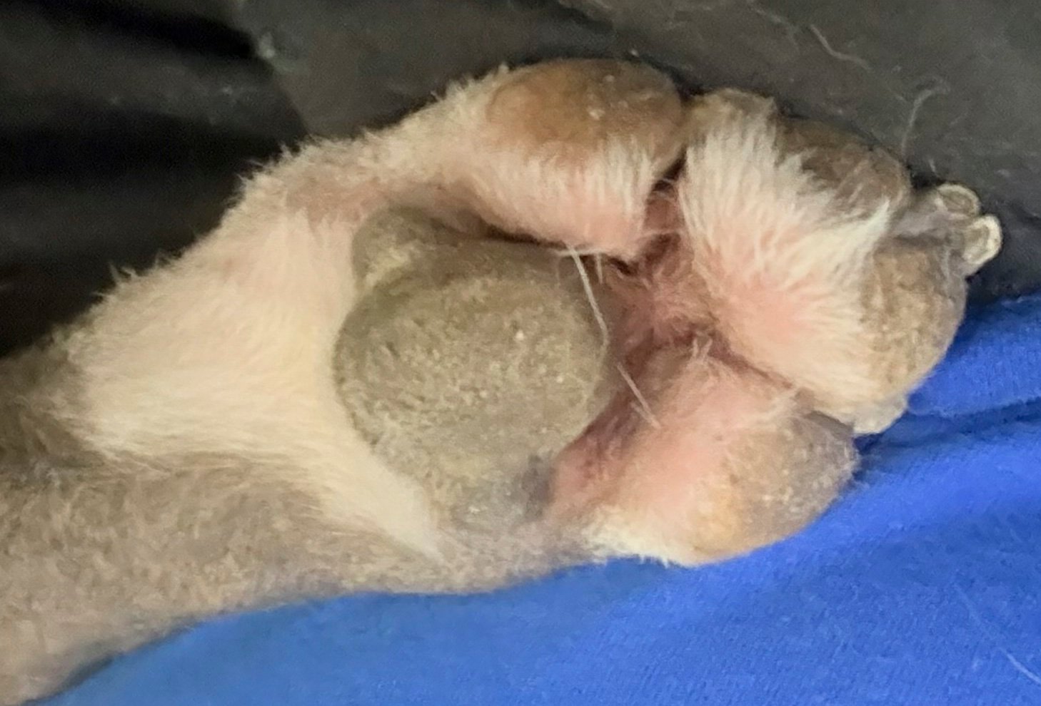 Save The Toe Beans 